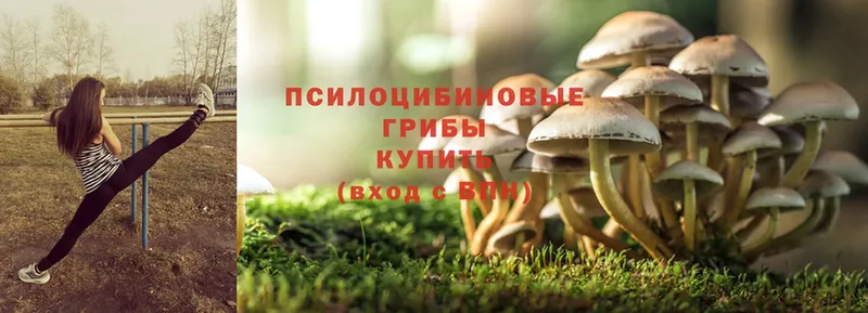 купить наркотик  маркетплейс какой сайт  Псилоцибиновые грибы Cubensis  Печора 